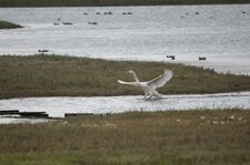 Cygne tuberculé