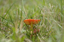 Petit champignon - suite