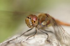 Sympetrum strié