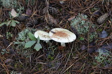 Champignon et Cie