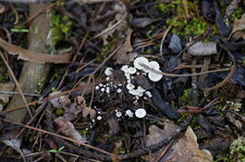 Champignons