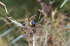Mésange bleue