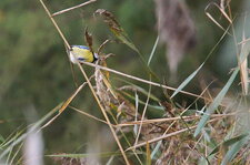 Mésange bleue