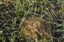 Ponte en tadem de Sympetrum striolatum
