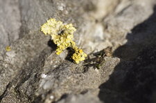 Lichen
