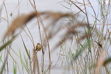 Pouillot sp. ???