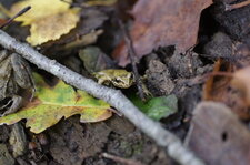 Grenouille rousse