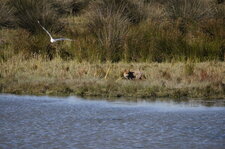 Partie de chasse