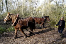 Rotation des chevaux pendant le débardage