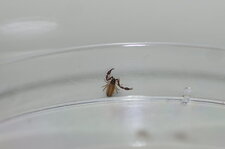 Pseudoscorpion sp.