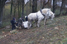 Chevaux de trait boulonnais
