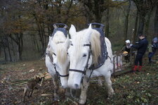 Chevaux de trait boulonnais