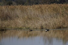 Couple de canards souchet