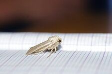 Papillon nocturne