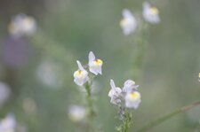 Fleur de linaire striée
