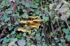 Champignons