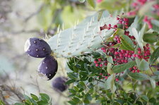 Bouquet provençal