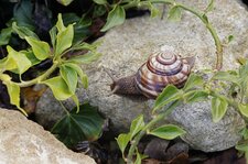 Escargot, assez maousse...