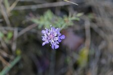 Scabieuse de Gramont - sous réserve