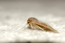 Papillon nocturne (2)