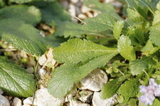 Feuille de scabieuse colombaire