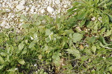 Cardamine sp. ? (1)