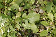 Cardamine sp. ? (2)