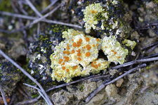 Bacidia rubella - sous réserve