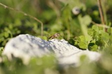 Scatophaga stercoraria mâle - sous réserve