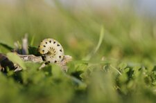 Fausse Chenille de Abia sericea ?