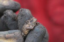 Crapaud commun