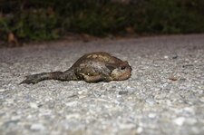 Crapaud...