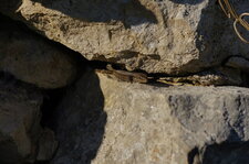 Lézard des murailles