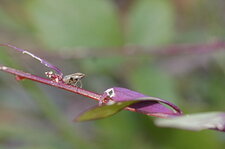 Aphrophoridé