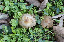 Champignons