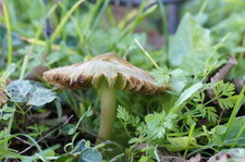 Champignon