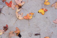 Feuilles d