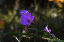 Fleur d