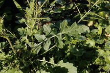 Feuille de diplotaxis des vignes - sous réserve
