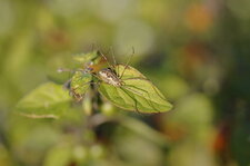Opilion sp.