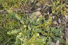 Sauge à feuilles de verveine