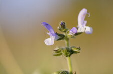 Fleur de sauge à feuilles de verveine