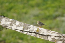 Pipit farlouse