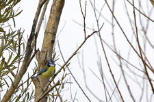 Mésange bleue