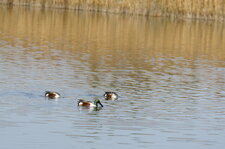 Canard souchet