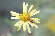 Asiorestia transversa (sous réserve) - sur une inule visqueuse