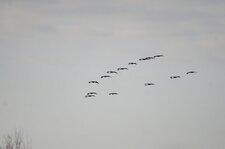 Grues cendrées