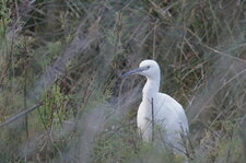 Aigrette garzette