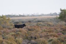 Vache camarguaise