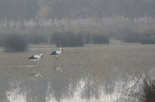 Cigognes blanches